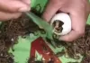 अंडा फोड़ते ही उसमें से निकला बिच्छुओं का झुंड, वीडियो देख अटक गईं यूजर्स की सांसें