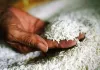 अल्मोड़ा: सुपरमार्केट में सप्लाई होने वाले चावल की जांच की जा रही है