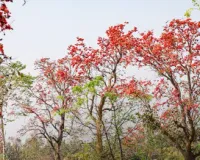 holi special: होली पर जिस पेड़ के फूल के लोग होते थे दीवाने, अब उसका जंगल पड़ा वीरान, खत्म हुए कद्रदान! 