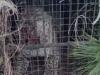 नैनीताल: वन विभाग के पिंजरे में फंसा तेंदुआ, डीएनए सैंपल भेजा जाएगा देहरादून