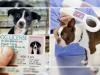 नैनीताल: पालतू कुत्तों का लाइसेंस नहीं बनाने पर चालान व मुकदमा दर्ज होगा 