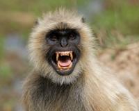 Monkey Attack News: छत पर जाने के दौरान वृद्ध पर बंदरों ने किया हमला...मौत..परिजनों में मचा कोहराम...