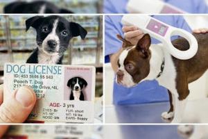नैनीताल: पालतू कुत्तों का लाइसेंस नहीं बनाने पर चालान व मुकदमा दर्ज होगा 