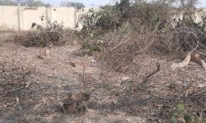 लखीमपुर खीरी: मंडी परिसर से चोरी से काटे जाते रहे बेशकीमती पेड़, बेखबर रहे जिम्मेदार